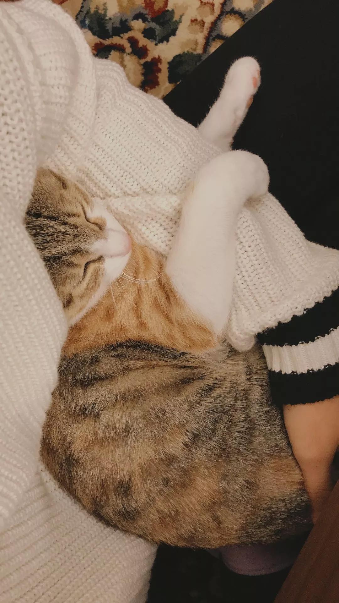 性格最温顺的小猫咪是什么,养一只超凶的小猫咪是什么体验