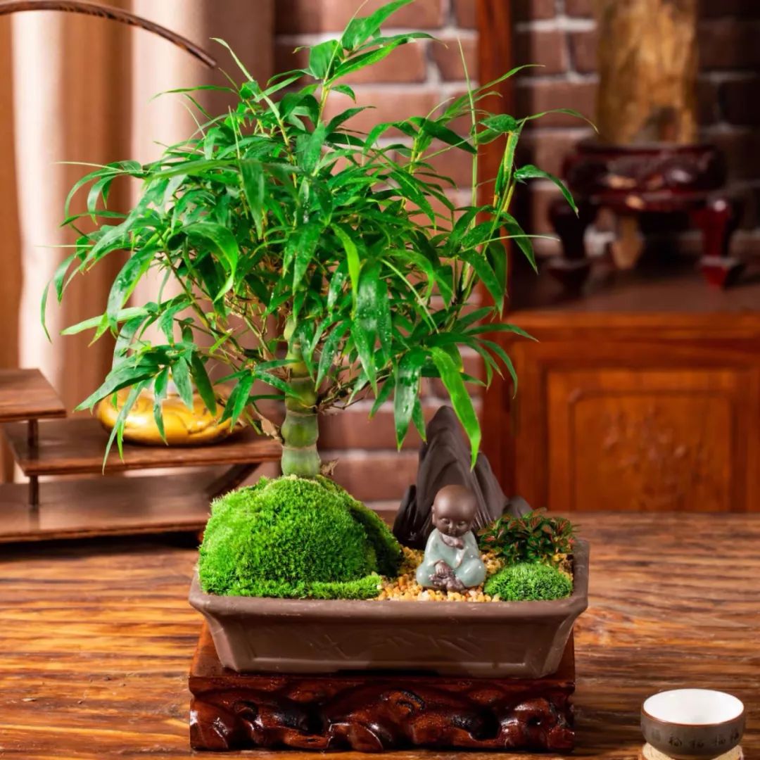 这六种花寓意吉祥好养易活,公认最吉利的4种花