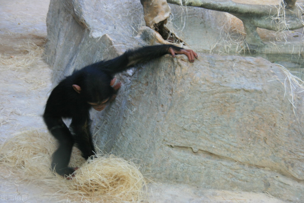 有奶就是娘，想知道宝宝是离不开奶还是娘？看完这个实验就明白了