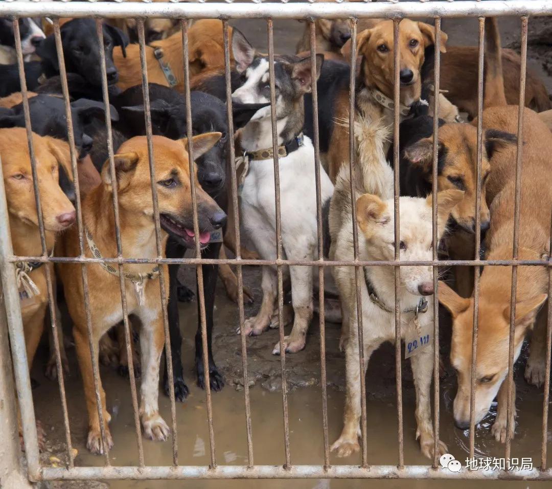 朝鲜的狗肉风俗,朝鲜狗肉风俗介绍