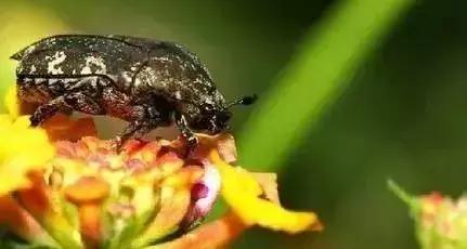 改善土壤的昆虫,生态环境对昆虫的影响