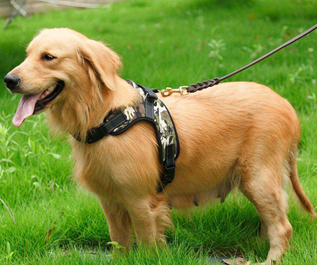 狗狗断尾失败有影响吗,狗狗断尾真的是对狗好吗