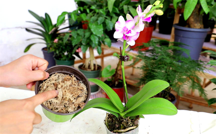 蝴蝶兰怎么养才能更旺盛一点,蝴蝶兰好养吗新手