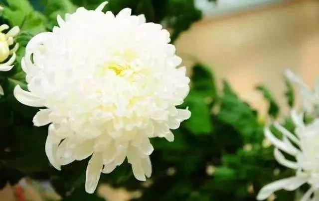 楼观台菊花展,楼观菊花