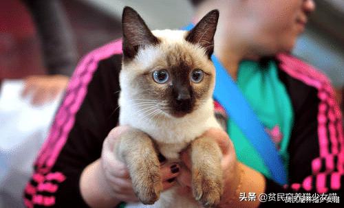 猫中之狗?挖煤的?温变猫咪?揭秘你不知道的暹罗猫