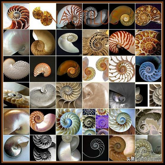 鹦鹉螺全球有多少只,鹦鹉螺世界上还存在吗