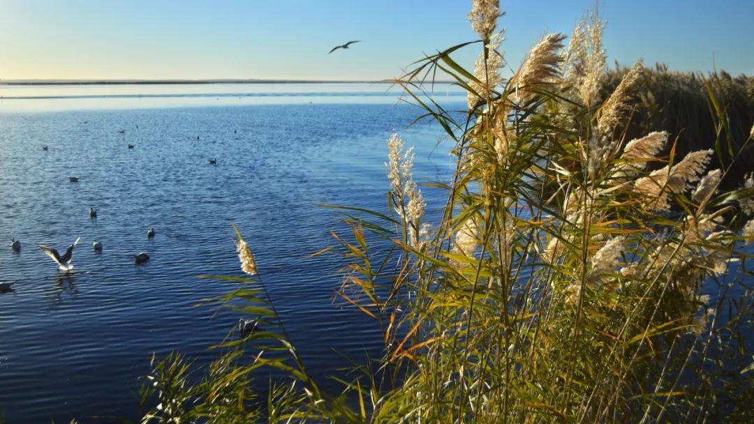 额济纳胡杨林自驾游详细攻略,宝鸡自驾往额济纳胡杨林攻略