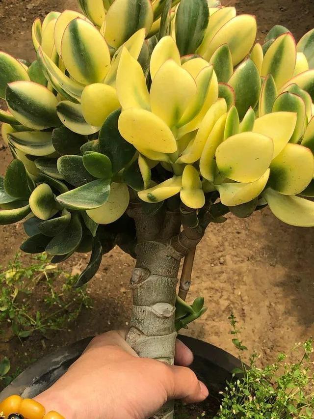 养玉树的十大诀窍,养玉树的绝招大全