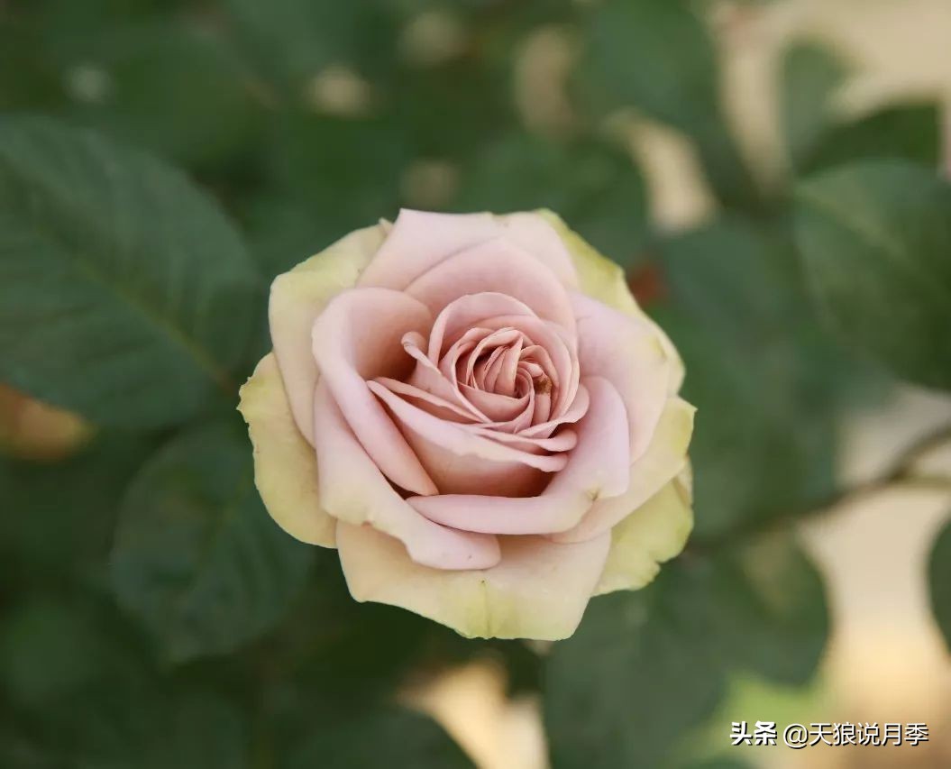 复古色月季什么品种的花好看,值得入手的复古色月季