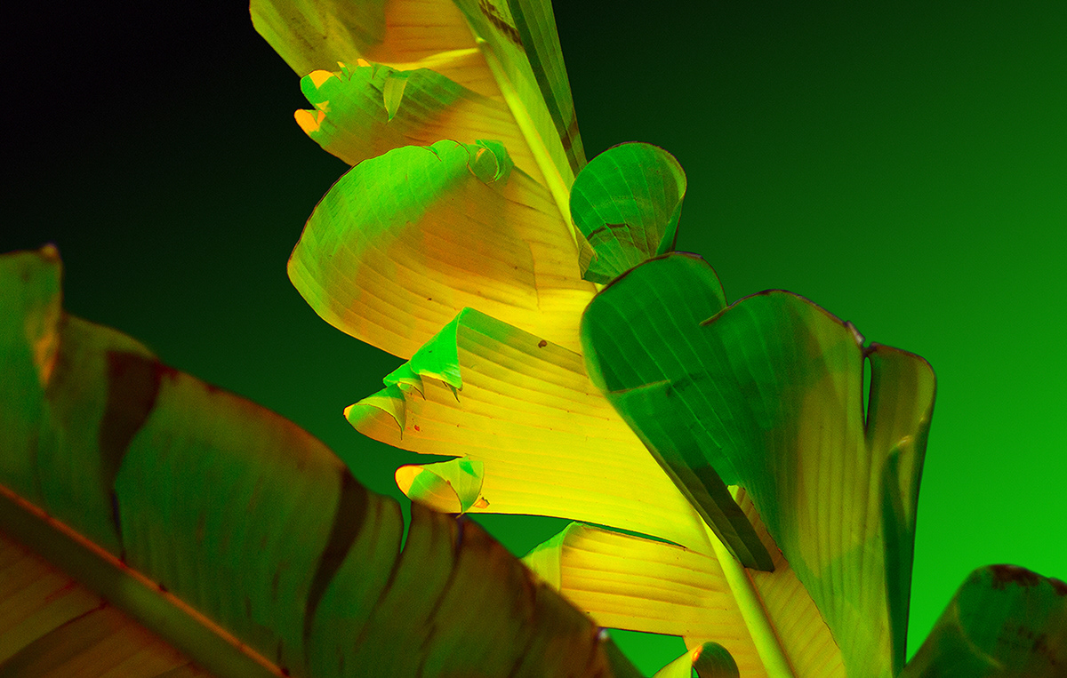 原来树叶也能这样拍,用这几个技巧树叶也能拍得这么美