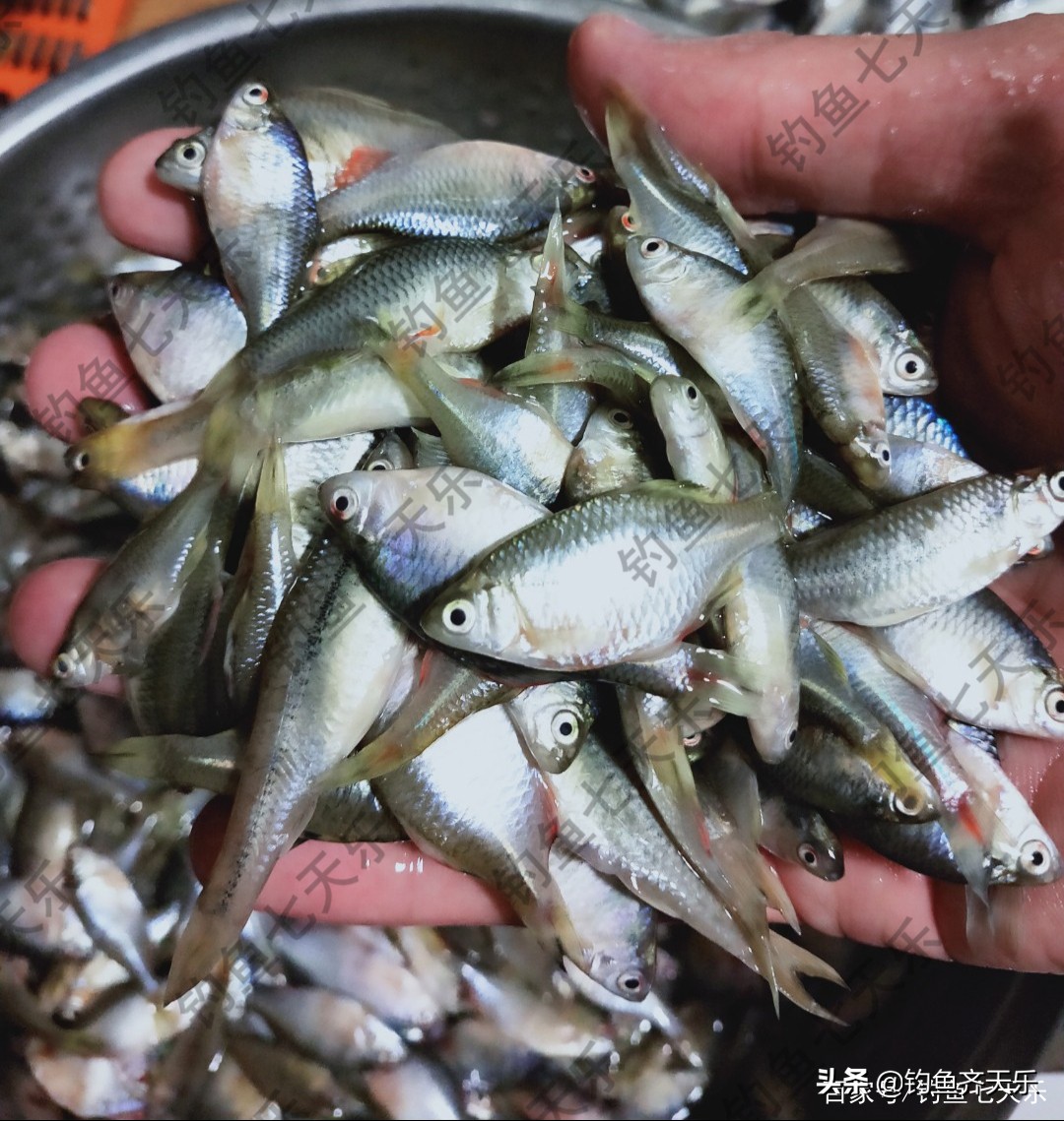 鳑鲏攻击性强不强,鳑鲏鱼攻击性强为什么老互相打架