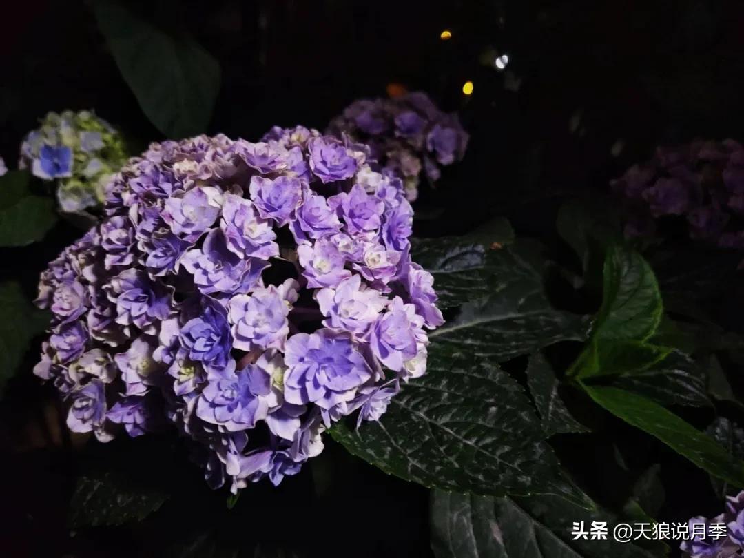 圆滚滚的绣球，瀑布般的花墙，这届花友也太会种花了吧