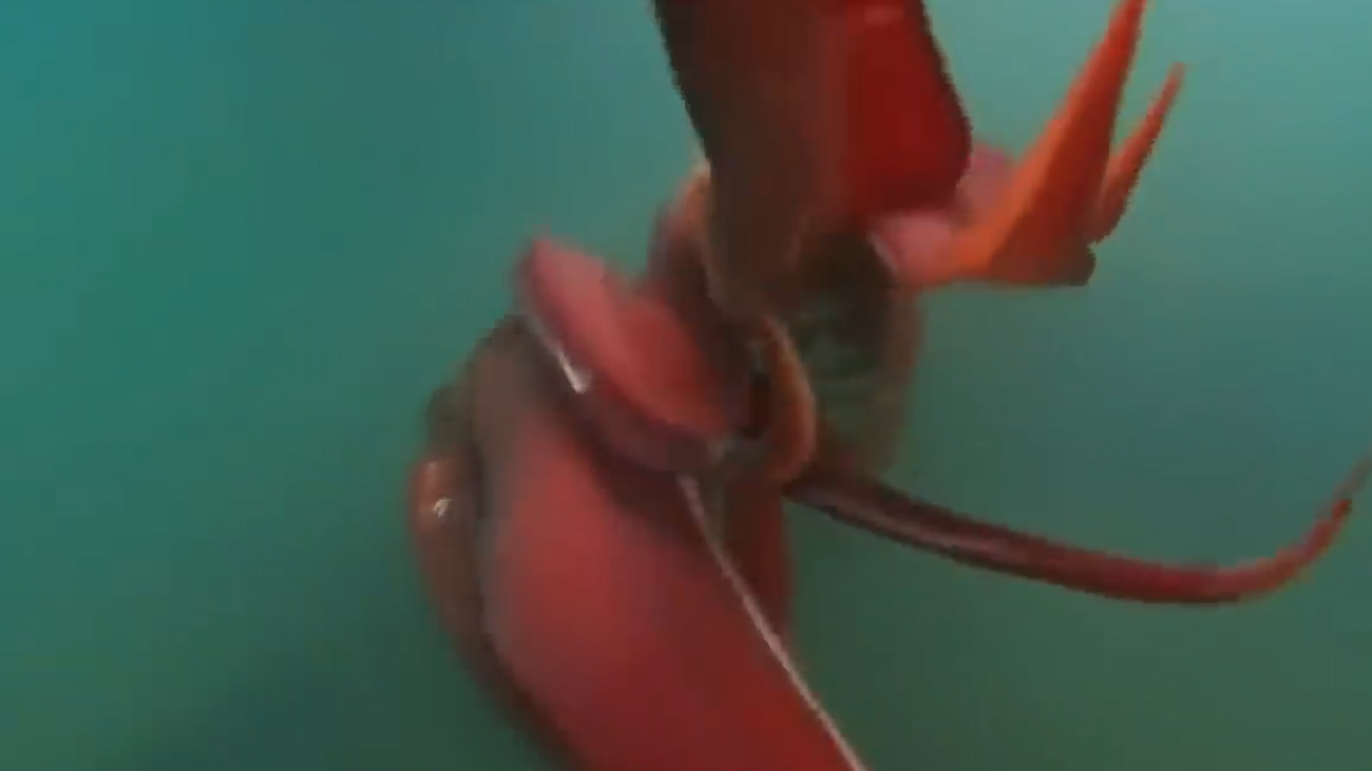 比大王乌贼还大巨型酸浆鱿,深海巨型大王酸浆鱿可以活多少年