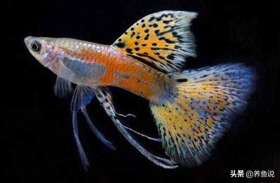 小型淡水观赏鱼怎么分公母,为什么观赏鱼大多数都是热带鱼