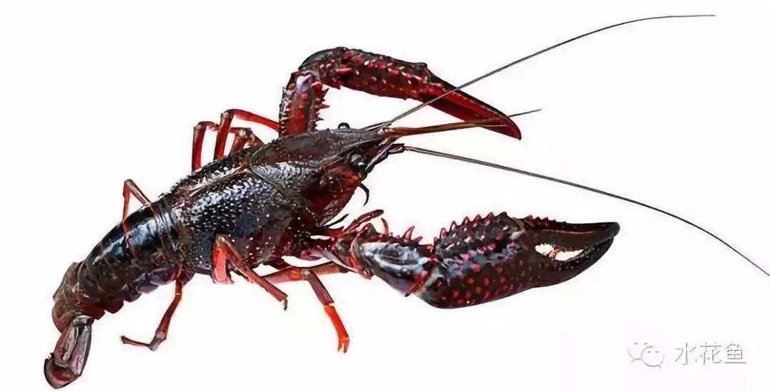 鱼苗消毒和病虫防治,水花鱼苗气泡病发病原因