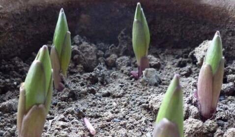 百合花开完插花瓶怎么养,百合花开完怎么处理第二年还会开