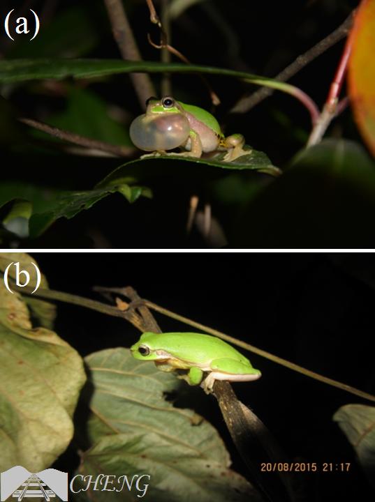 青蛙和癞蛤蟆哪一个更厉害,分不清蟾蜍和青蛙