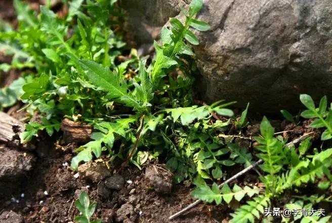 尿毒症患者血钾高的症状及危害,终末期肾病高钾血症