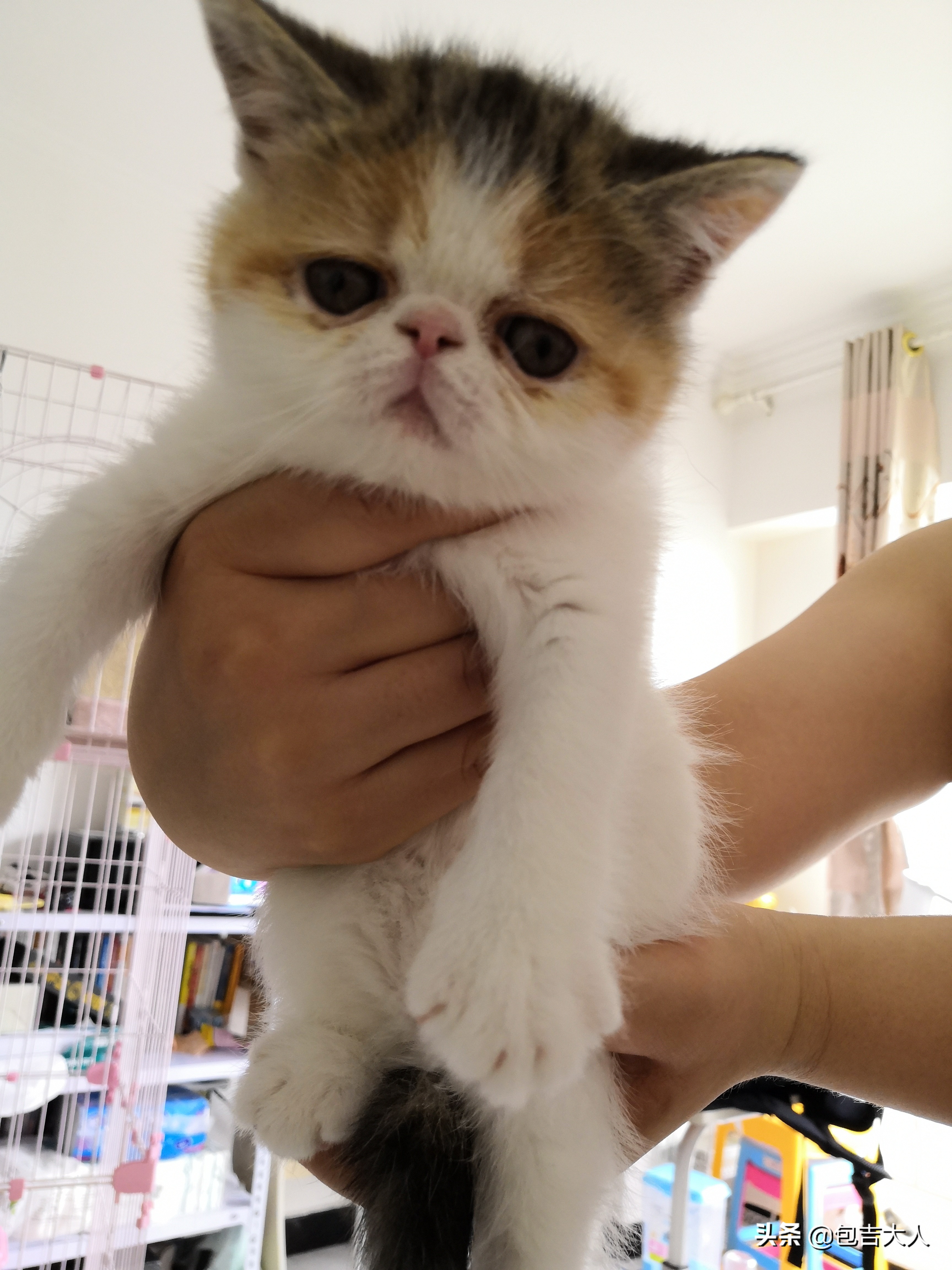 万字长文,分享自己养猫的真实经验,只愿每一只毛孩都能获得善待