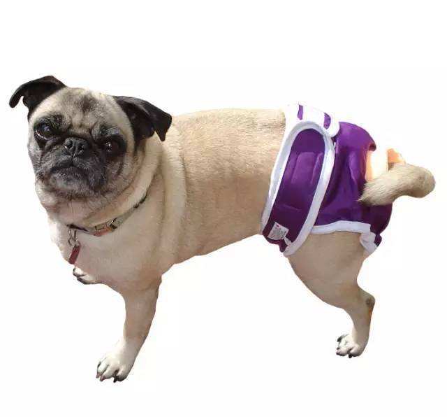 狗狗也会来姨妈么,狗狗也会来姨妈