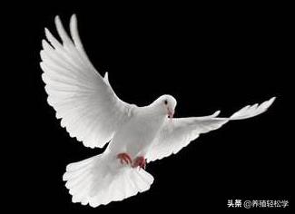 养鸽子的文章,为什么大家喜欢养鸽子呢