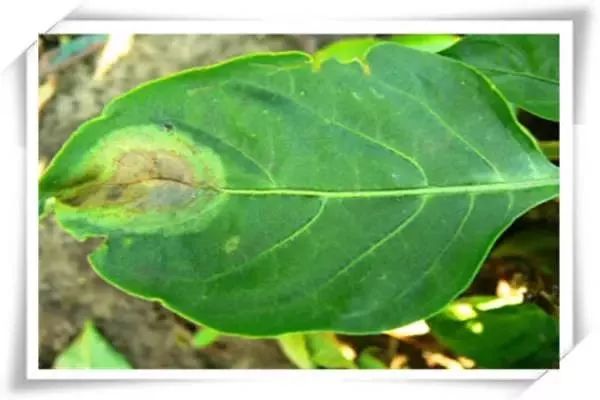 辣椒病害图谱大全大图,辣椒病害大全图片及防治方法