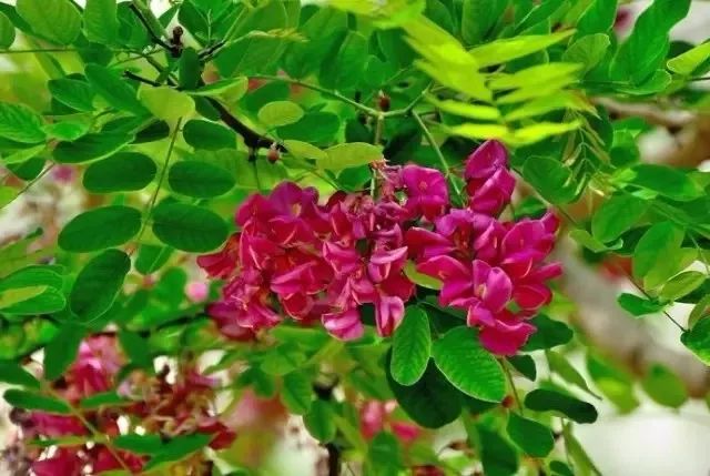 最好听植物名字大全,哪些植物名字寓意好