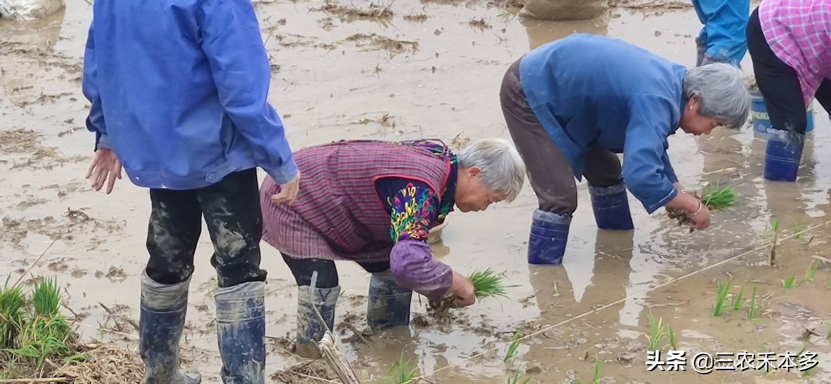 承包大户每亩赚多少钱,一千元每亩地包地先付租金能干吗