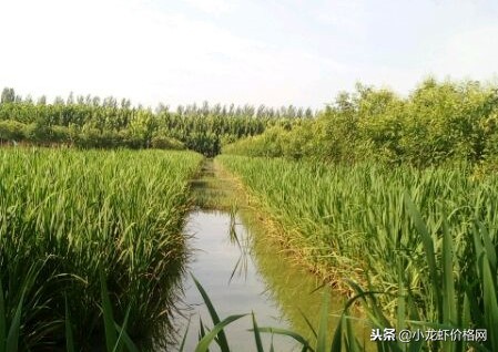 养殖虾一亩赚多少钱利润大,养殖虾一亩可赚多少钱