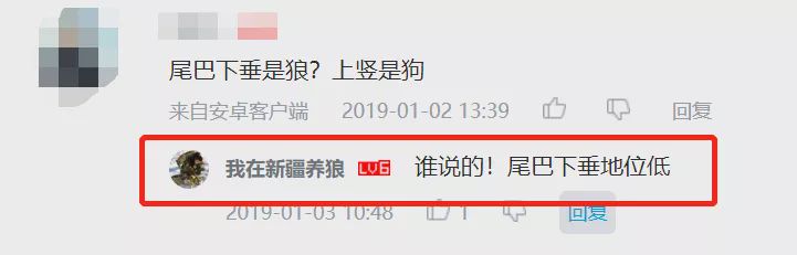 养狼disco：我在*疆新**，把狼养成了哈士奇