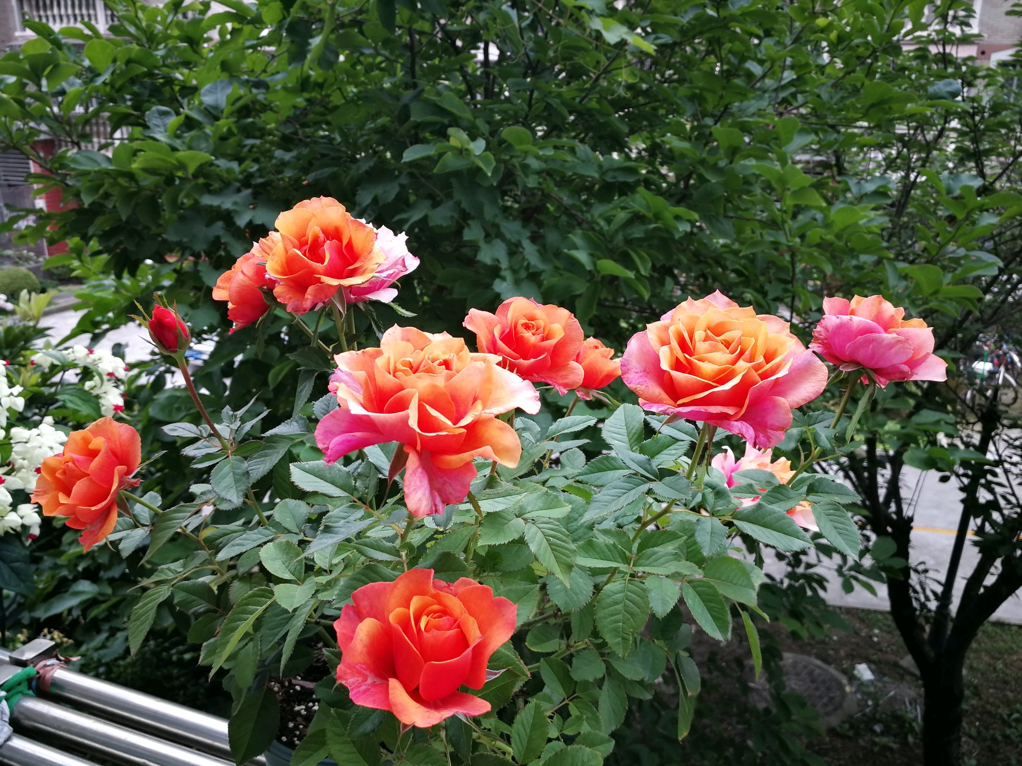 艾帕索月季和朱丽叶哪个值得买,和室月季和艾帕索月季哪个好养