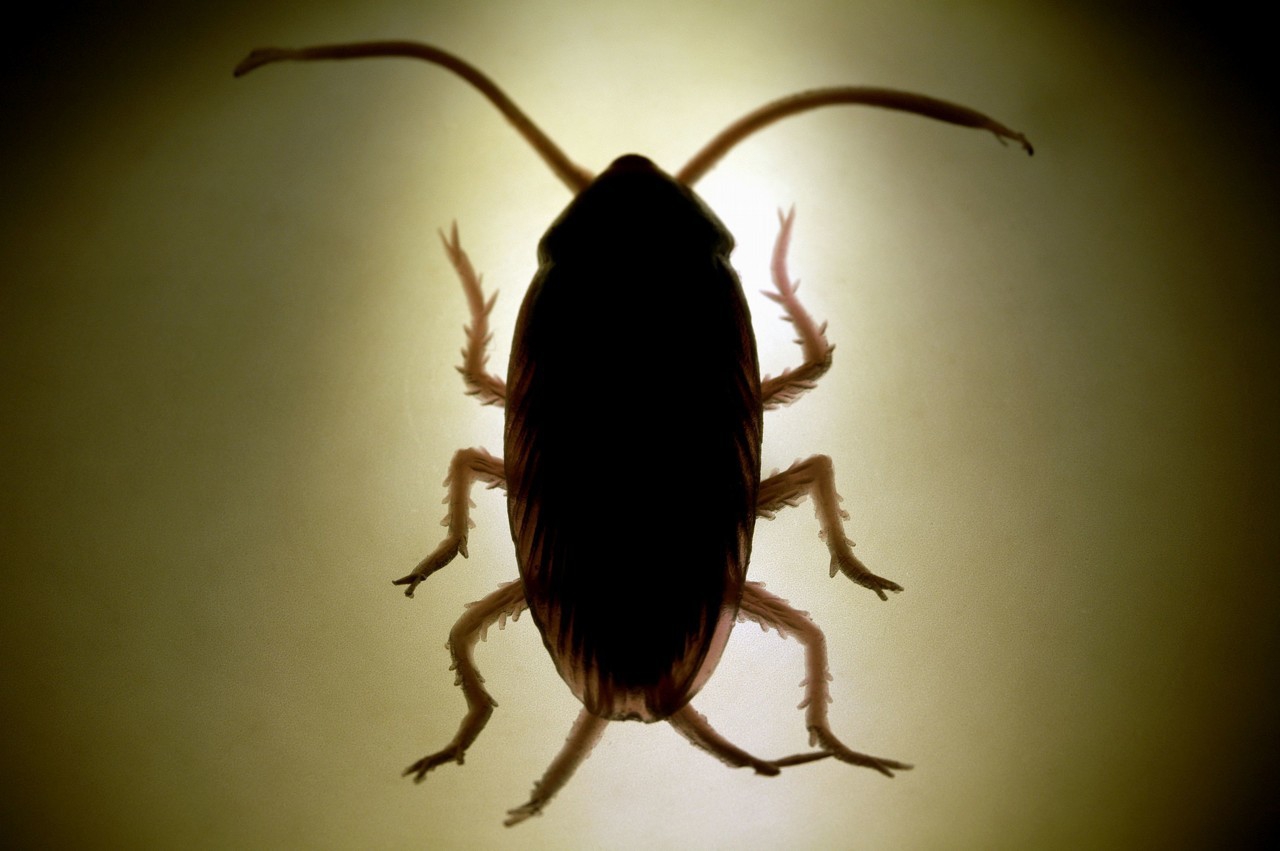 正新鸡排为什么难吃,为什么正新鸡排不同店味道不一样