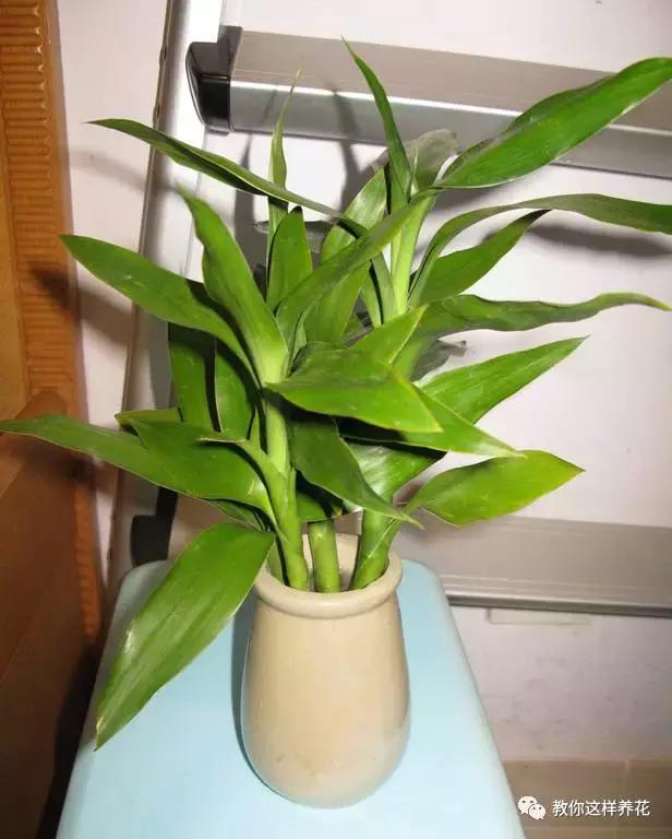 养富贵竹单数还是双数有什么讲究,富贵竹养几根有讲究吗