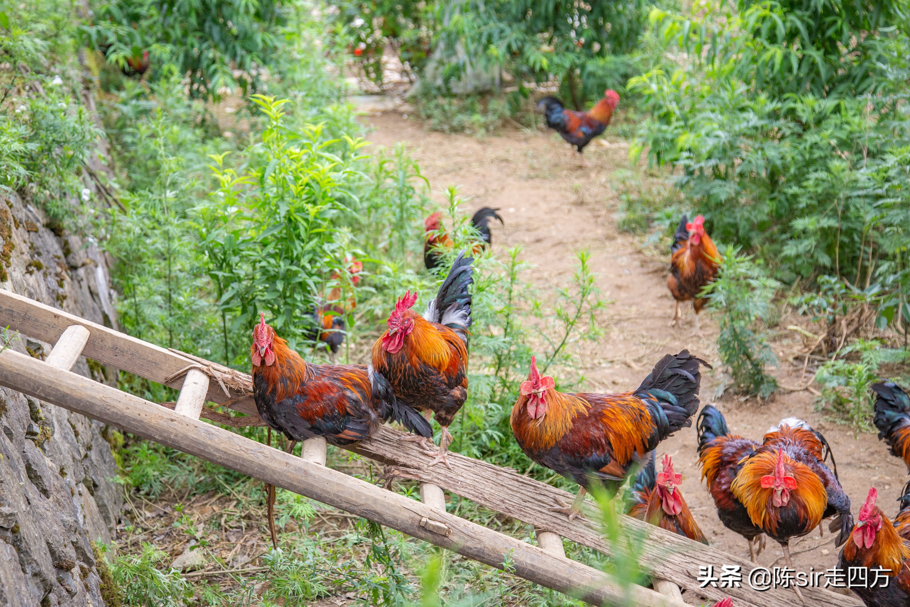重庆到桐梓自驾游攻略路线,重庆到贵州桐梓三日游最佳路线图