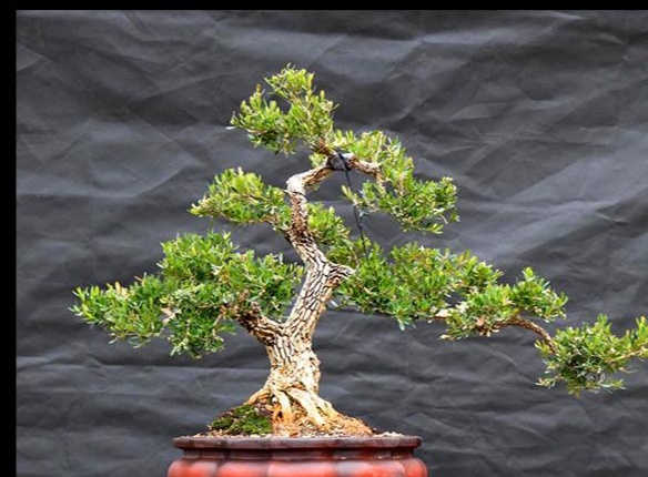 皱皮雀舌黄杨老杆不长芽怎么办,皱皮雀舌黄杨秃桩怎么这么难发芽