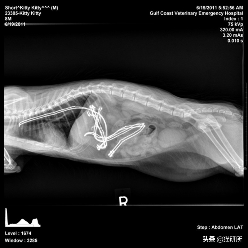 10张让人不寒而栗的图片,猫咪x光正常图片