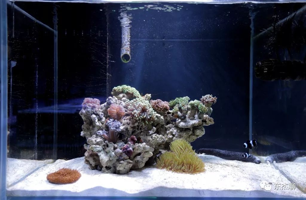 甲藻的有效处理方案,甲藻和菌膜的区别