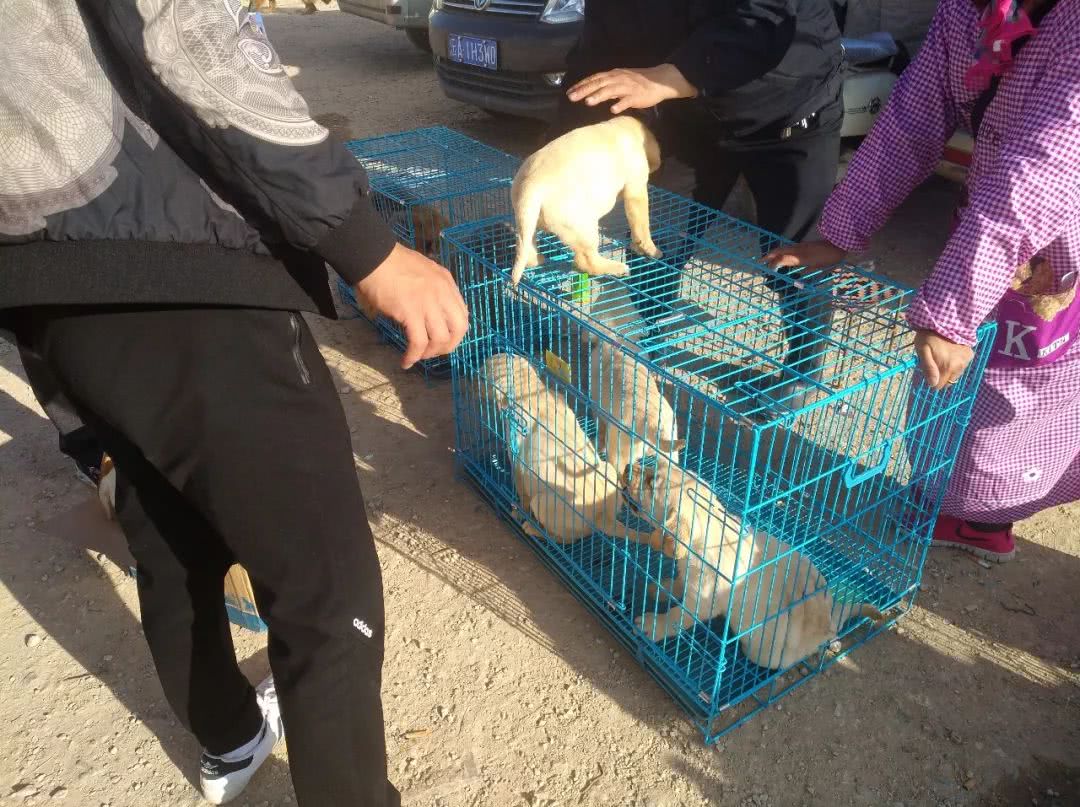 拉布拉多批发价,拉布拉多犬100元出售