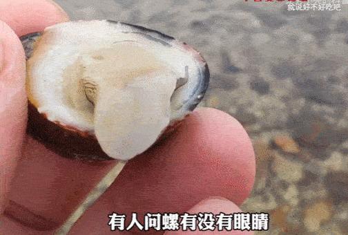 为何年轻人都在沉迷赶海视频,为什么大家都爱看赶海