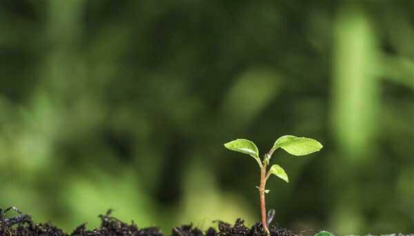 土壤贫瘠施什么肥,土壤有机质低怎么办