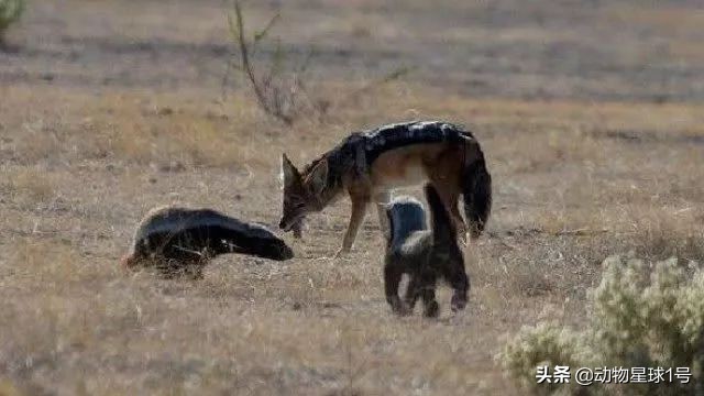 平头哥蜜獾照片,蜜獾平头哥动物科普