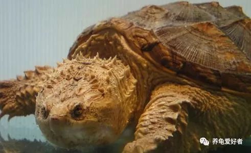 乌龟患上病视频,乌龟生病的几大征兆该用哪些药