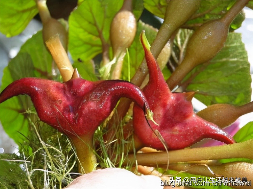 上海佘山国家森林公园日本雕像,上海佘山国家森林公园最新通告