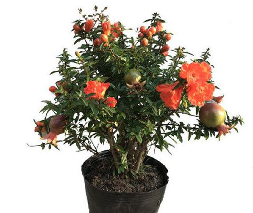 栽各种果树,20种适合栽在家的果树