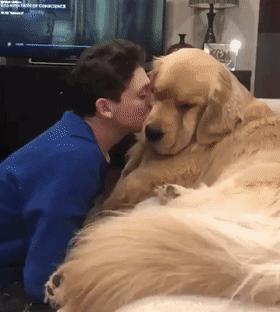 狗狗不爱听话怎么办,怎么解决狗狗过于粘人的问题