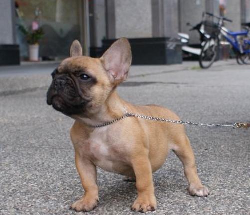 法国斗牛犬的优点和缺点,法国斗牛犬的优点与缺点