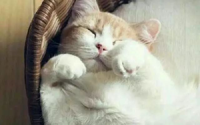 为什么猫咪不愿意睡在纸箱子里,猫咪为什么不睡猫窝要睡床