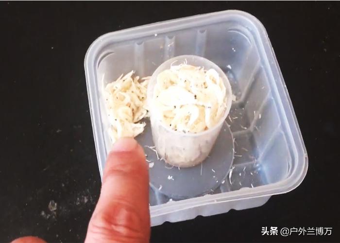 冬季钓鲫鱼红虫和虾饵哪个好,冬季夜钓鲫鱼用红虫钓鲫鱼怎么样