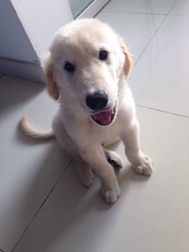 铲屎官用5年的踩雷经验来告诉你，初次养狗要注意的十个问题