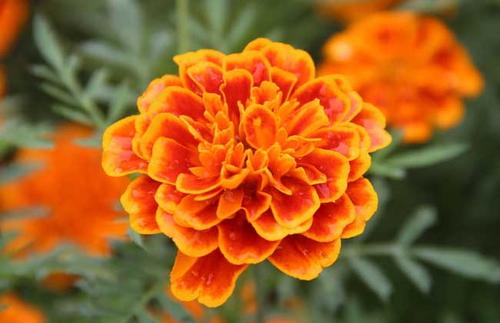 100种漂亮的夏花图片,30种夏花图片大全